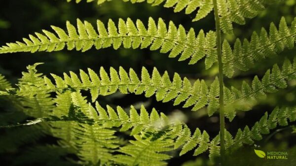A Dryopteris filix-mas, também conhecida como samambaia-macho, chama atenção pelo porte robusto, pelas frondes eretas e pelo verde denso que costuma marcar áreas úmidas e sombreadas. É uma espécie clássica entre as samambaias de bosque, com presença ornamental forte e estrutura que transmite vigor sem perder a elegância natural.