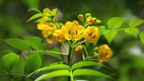 Sene - Cassia angustifolia