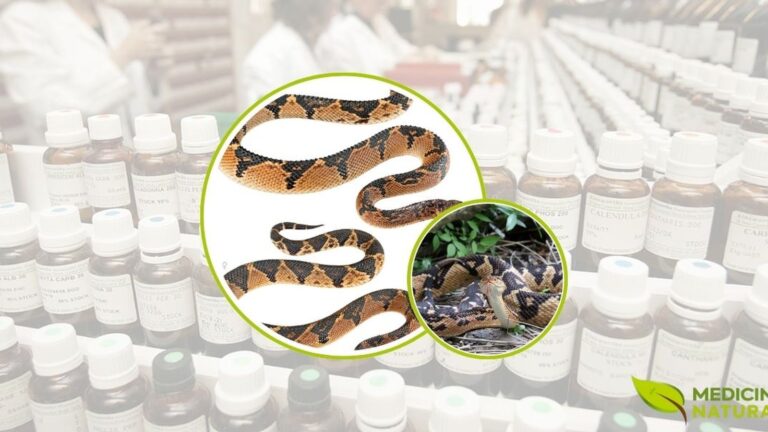 A serpente surucucu (Lachesis muta) é a maior cobra venenosa da América do Sul, podendo atingir mais de 4 metros de comprimento. Seu veneno complexo contém enzimas e toxinas que, quando preparadas homeopaticamente através de diluições infinitesimais, transformam-se no poderoso remédio Lachesis Muta usado para tratar ansiedade, menopausa e problemas circulatórios.