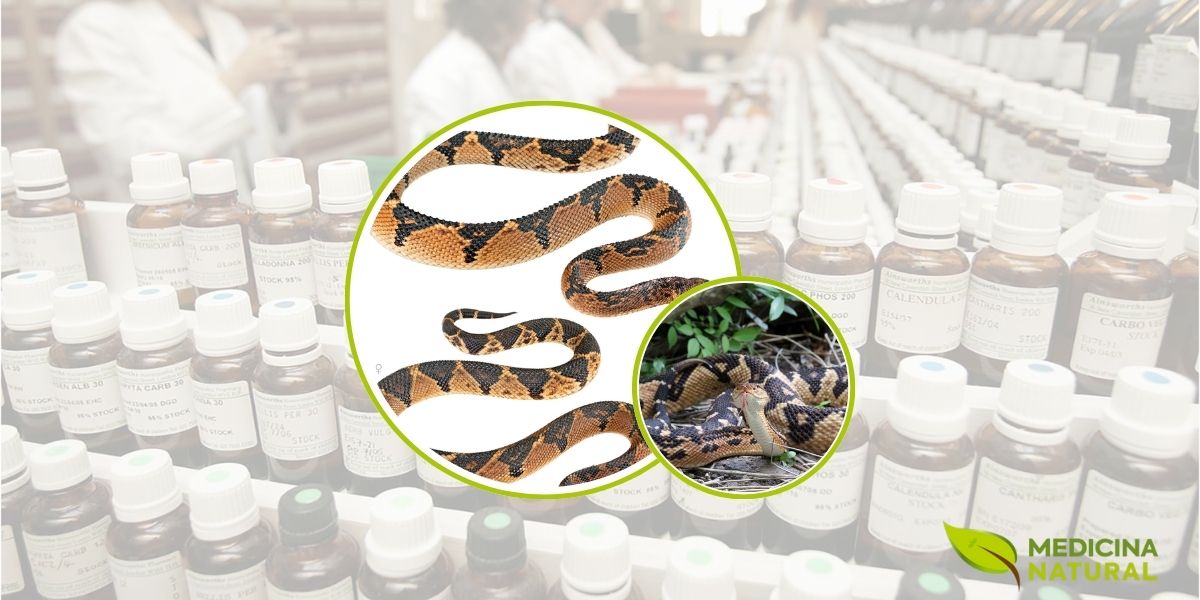 A serpente surucucu (Lachesis muta) é a maior cobra venenosa da América do Sul, podendo atingir mais de 4 metros de comprimento. Seu veneno complexo contém enzimas e toxinas que, quando preparadas homeopaticamente através de diluições infinitesimais, transformam-se no poderoso remédio Lachesis Muta usado para tratar ansiedade, menopausa e problemas circulatórios.