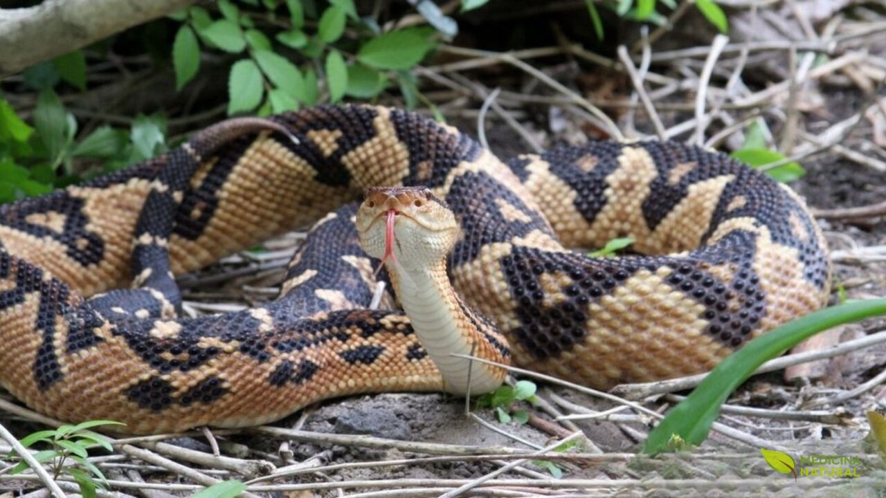 Lachesis Muta: Guia de Benefícios e Uso na Homeopatia [2026]
