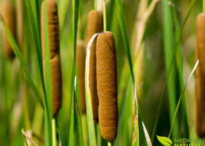 Os brotos jovens da Typha domingensis, que emergem do rizoma, são uma iguaria comestível. Com um sabor suave, muitas vezes comparado ao do palmito ou aspargo, eles podem ser consumidos crus em saladas ou cozidos em diversos pratos, representando uma fonte de alimento nutritiva e sustentável.