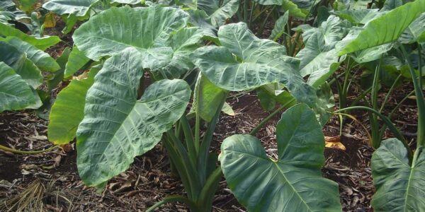 Plantação de taioba com folhas grandes em forma de coração