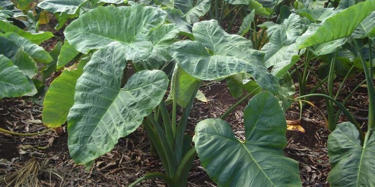 Plantação de taioba com folhas grandes em forma de coração