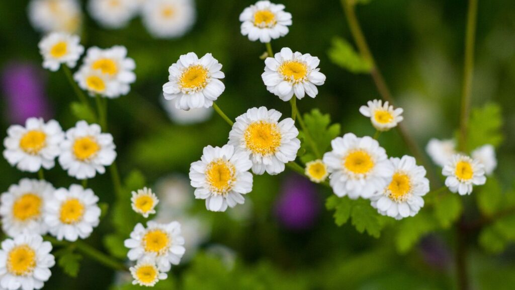 Tanacetum parthenium - TANACETO; FEVERFEW