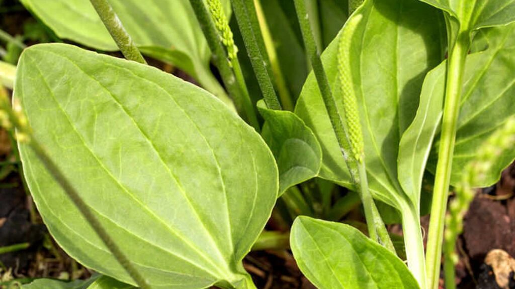 Tanchagem - Plantago major