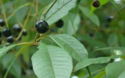 Tarumã (Vitex montevidensis): Guia Completo da Planta