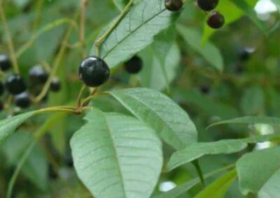 Vitex montevidensis - TARUMÃ