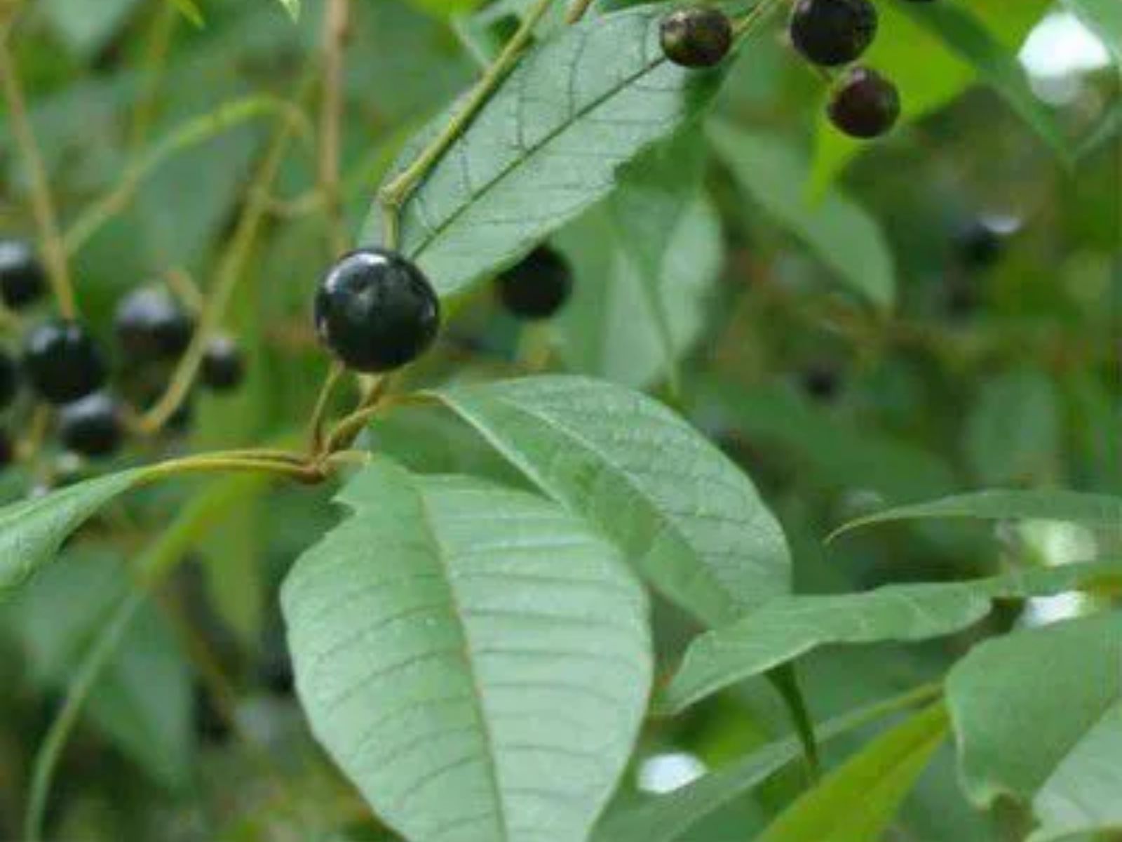 Vitex montevidensis - TARUMÃ