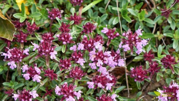 Thymus serpyllum - TOMILHO-SELVAGEM
