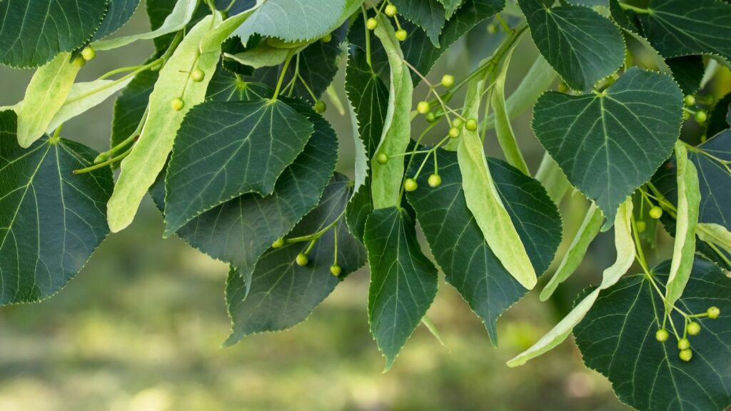 Tília - Tilia americana