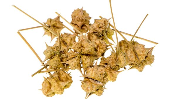 Tribulus terrestris
