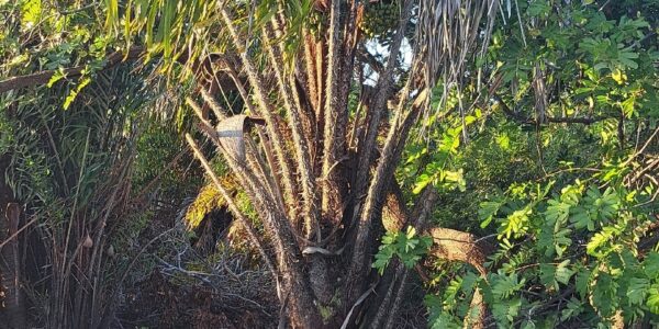 Base do estipe de uma palmeira jovem de tucumã, coberta de espinhos escuros e longos