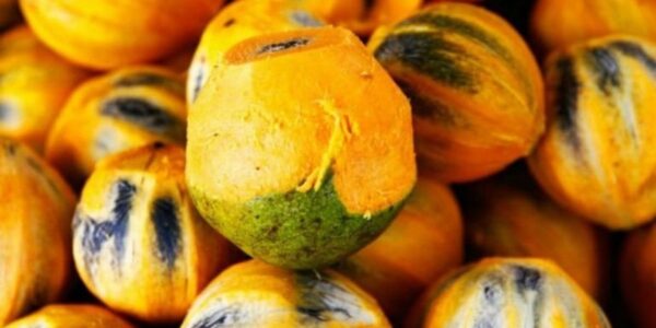 Frutos de tucumã-do-pará agrupados, de casca alaranjada e amarela com manchas escuras