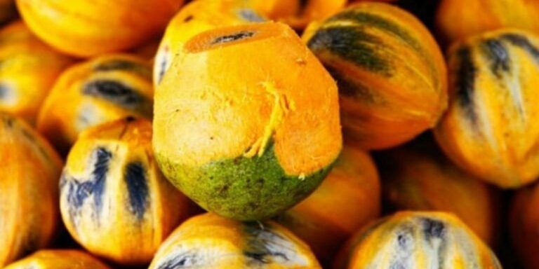 Frutos de tucumã-do-pará agrupados, de casca alaranjada e amarela com manchas escuras