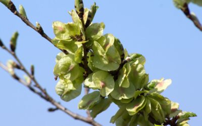 Olmo-Vermelho: Guia Medicinal da Casca Interna da Árvore