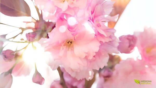 Umê - Prunus mume