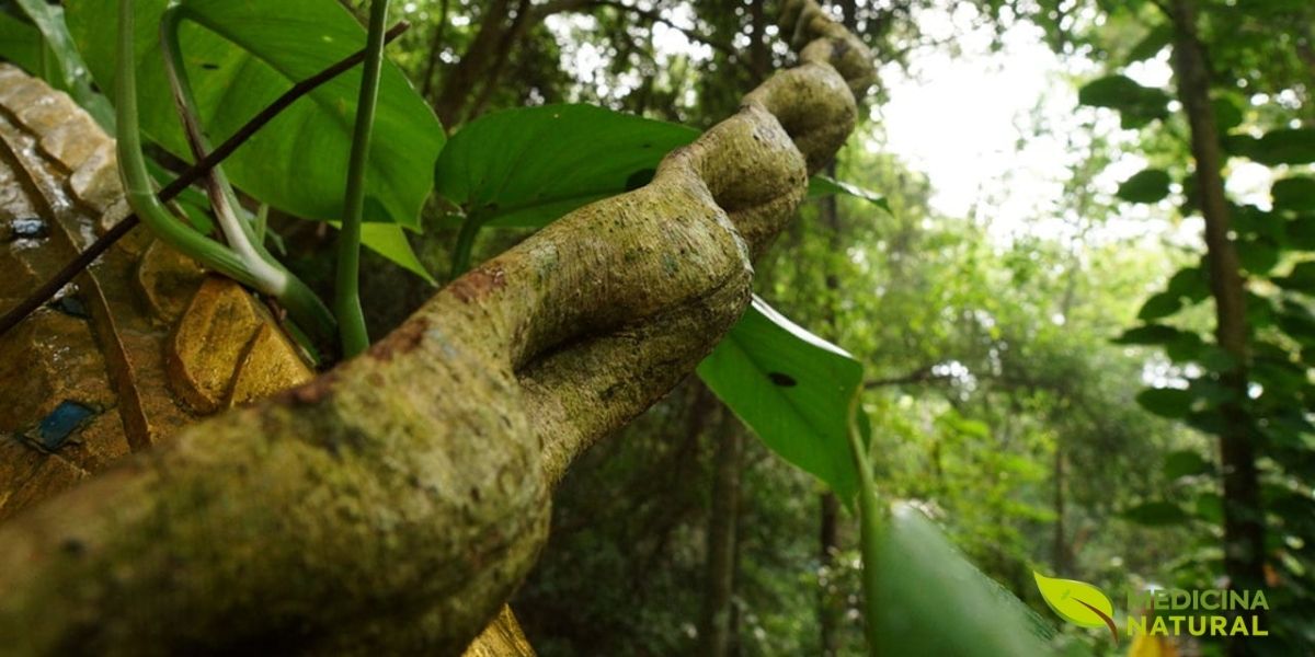 A RENISUS incluiu esta planta amazônica por suas propriedades imunomoduladoras e anti-inflamatórias. No SUS, a unha-de-gato é indicada como adjuvante em doenças reumáticas, valorizando a biodiversidade brasileira e oferecendo tratamento acessível à população.