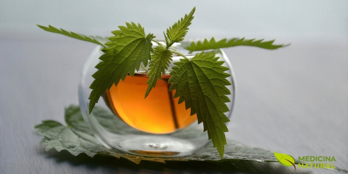 Uma xícara fumegante de chá de urtiga, feita a partir das folhas secas da planta. Esta bebida é apreciada por seu sabor terroso e por seus inúmeros benefícios à saúde, incluindo propriedades diuréticas, anti-inflamatórias e antialérgicas. O chá de urtiga é uma forma popular e acessível de incorporar esta planta medicinal na rotina diária.