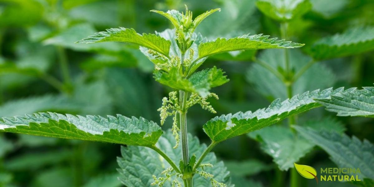 Um olhar aproximado sobre as folhas da Urtica dioica revela as bordas serrilhadas e a textura rica da superfície. Os pelos finos, ou tricomas, que cobrem as folhas e o caule são visíveis e contêm as substâncias que causam a conhecida sensação de ardência. Apesar disso, estas folhas são uma potência nutricional, repletas de vitaminas e minerais essenciais para a saúde humana.