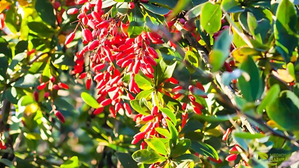 Uva-espim - Berberis vulgaris