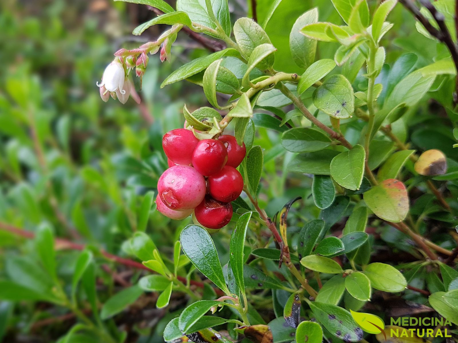 Uva-de-urso - Uva-ursina - Arctostaphylos-uva-ursi