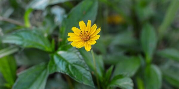 Flor amarela da vedélia em close, mostrando as pétalas alongadas e o centro com pequenas flores tubulares