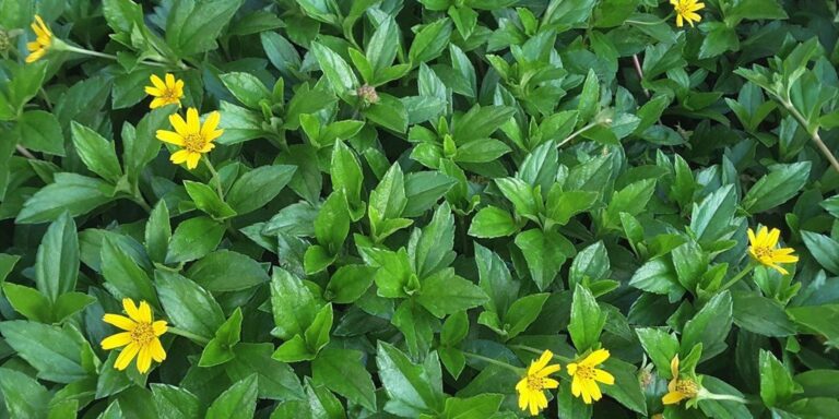 Tapete de vedélia (Sphagneticola trilobata) com flores amarelas cobrindo o solo entre as folhas