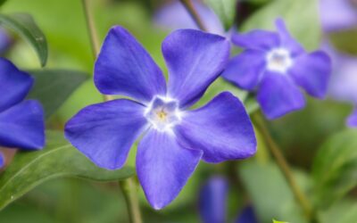 Pervinca (vinca): saiba para que serve