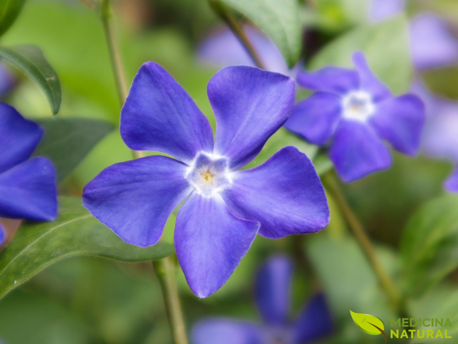 Pervinca-menor (vinca-menor) - Vinca minor