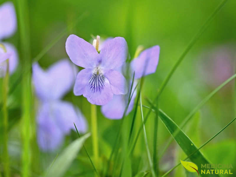 Violeta-doce: saiba para que serve a flor | Medicina Natural