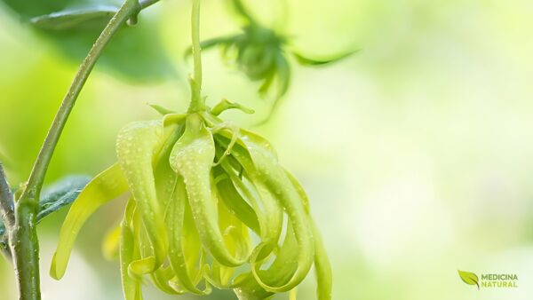 Ylang ylang - Cananga odorata