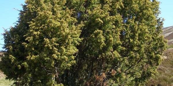 Arbusto de zimbro (Juniperus communis) de copa densa em encosta aberta