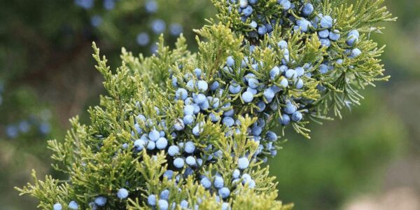 Ramo de Juniperus communis com folhas aciculares e bagas azuis, a parte da planta usada como especiaria e na fitoterapia