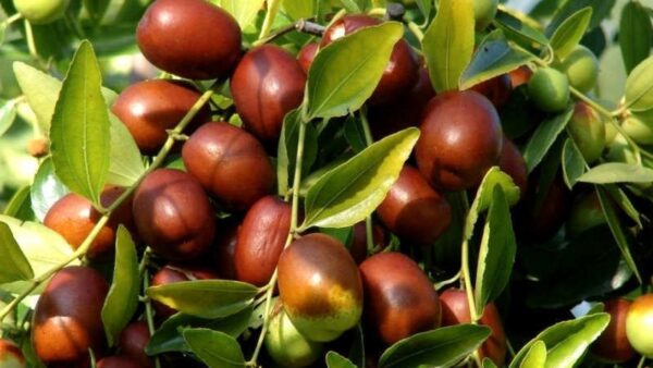 Tâmara-Vermelha (Jujuba) - Ziziphus jujuba